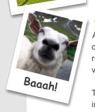 Baaah!